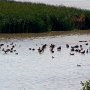 Bernaches et canards dans le petit marais à Saint-Gédéon-de Grandmont.<br> Il est dit qu'il y a 232 espèces d'oiseaux, on n'en a vu que deux!